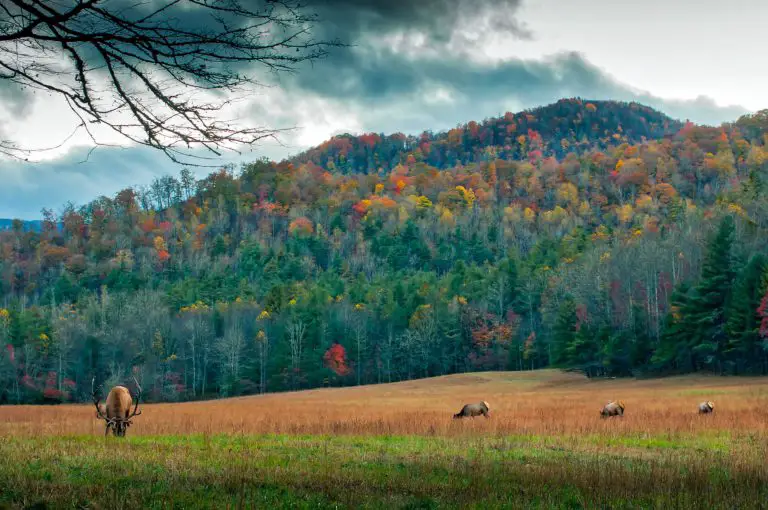 Meadow at North Carolina